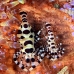 shrimp_coleman_bhr_tam_v_0333_bal6193.jpg